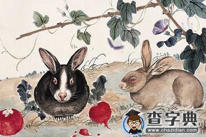 杨清华：丙申猴年属兔的运程1