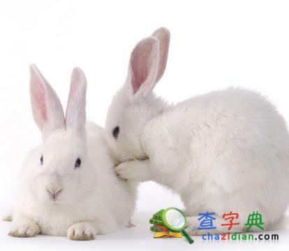 生肖兔对艳遇的态度1
