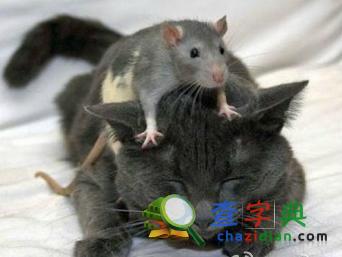生肖寓言：鼠1