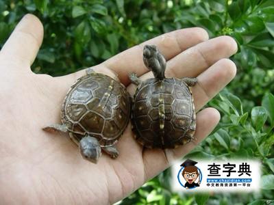 养龟与居家风水，什么人适合养龟，龟的摆放位置1