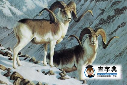 生肖羊的三合贵人，生肖羊与哪几个是三合1