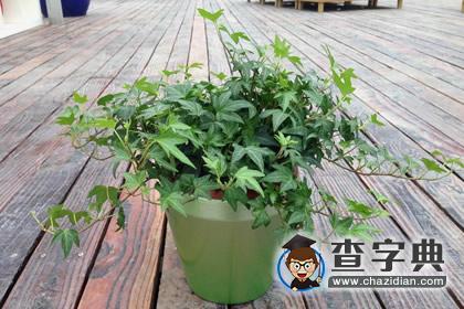 哪些植物可以给十二星座职场开运2