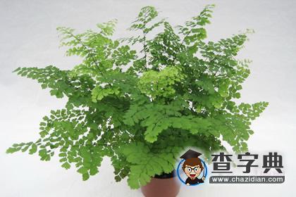 哪些植物可以给十二星座职场开运1
