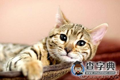猫石对话之2016年十二月小喵喵运势1