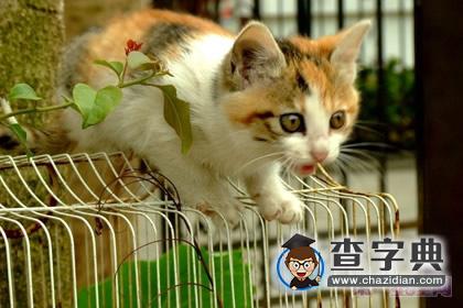 猫石对话之周运8.172