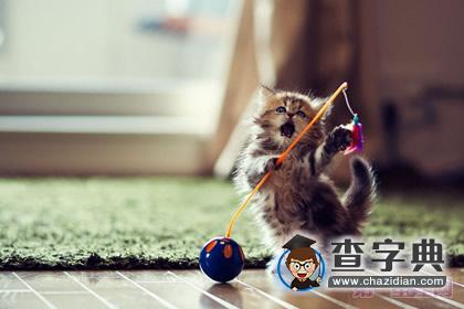 猫石对话之周运8.173