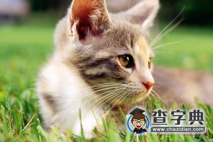 猫石对话之周运8.171