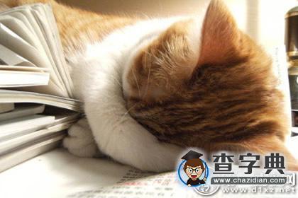 猫石对话之2016年三月小喵喵运势1