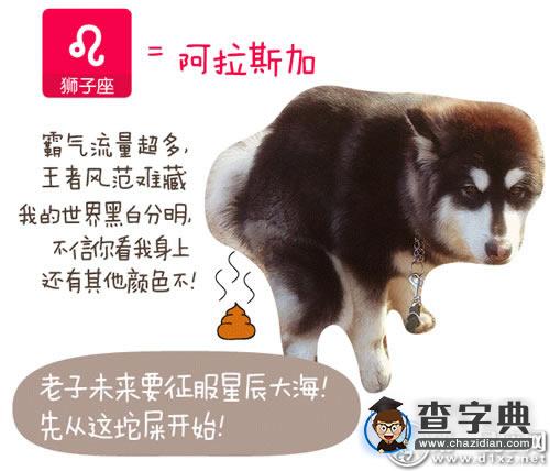 《神犬小七》直击十二星座的专属狗脾气5