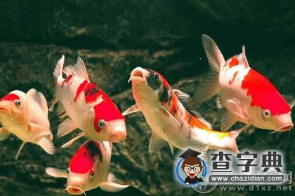 【养鱼风水】锦鲤鱼是风水鱼吗？1