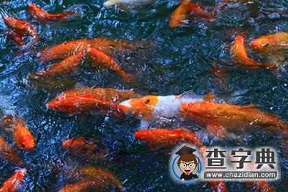 风水解析：养鱼的数量多少为宜？1