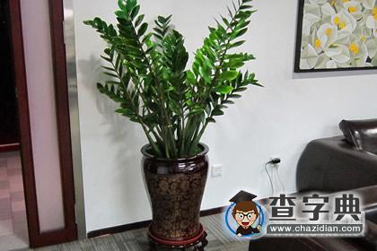 旺财风水植物分别有什么1