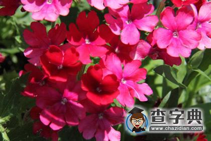 植物风水：凤仙花的风水妙用1