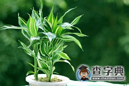 家庭养花的风水富贵竹有什么风水作用？1