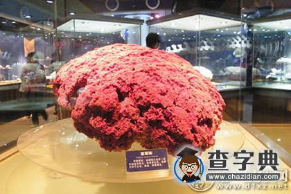 详解：红珊瑚的作用与功效1