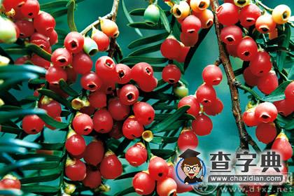 红豆杉的风水作用，你知道多少1