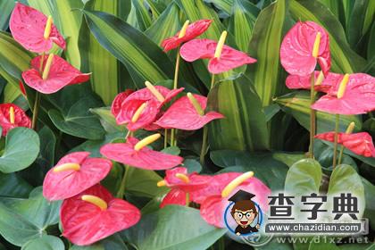 家居植物风水：红掌的风水作用1