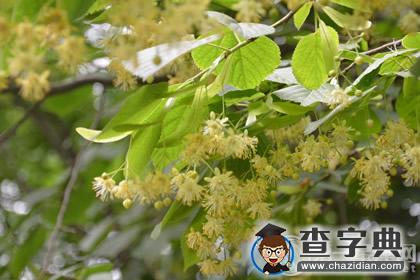 3月11日~3月20日生日树：椴树1