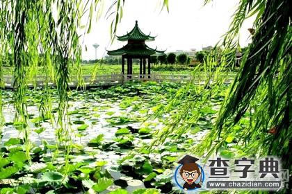 3月01日~3月10日生日树：柳树1