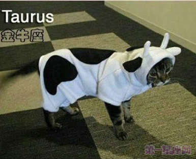 十二星座喵星人造型图片2