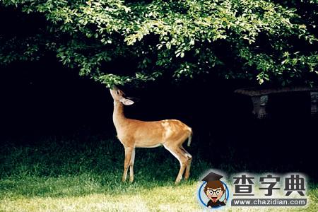 测你有哪种动物的气质？4