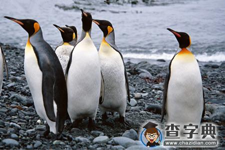 测你有哪种动物的气质？6