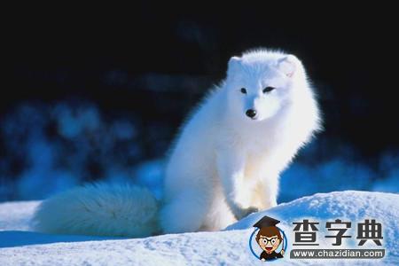 测你有哪种动物的气质？1