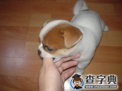 怎么样的房屋不能养狗1