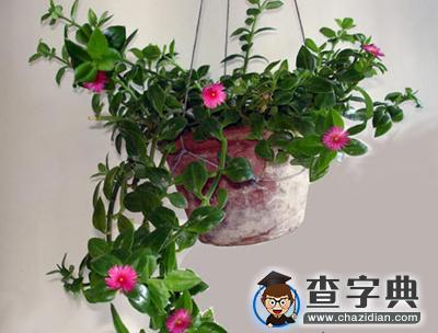 办公桌上放什么植物好？2