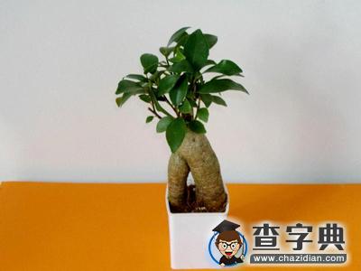 办公桌上放什么植物好？5