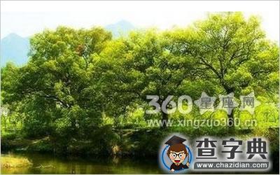 植物风水：香樟树的风水作用1