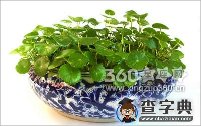 铜钱草的风水作用有哪些？1