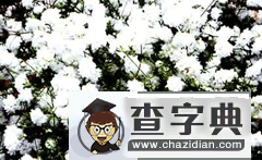 天秤座的幸运花1
