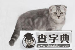 巨蟹座适合养什么猫？1