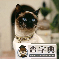双子座适合养什么猫？1