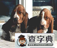 巨蟹座适合养什么狗?1