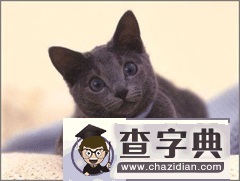 狮子座适合养什么猫?1