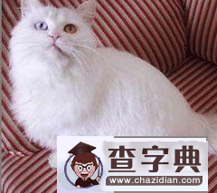 白羊座适合养什么猫？1