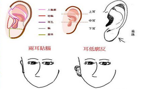 耳朵类型面相图片