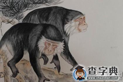 杨清华：丙申猴年属猴的运程1