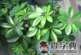 哪些植物能旺财？玫瑰、兰花？4