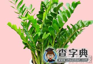 哪些植物能旺财？玫瑰、兰花？6