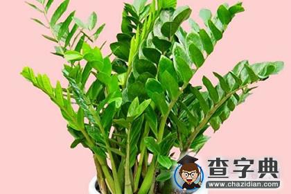 财运来了挡不住，最聚财的植物是什么？2