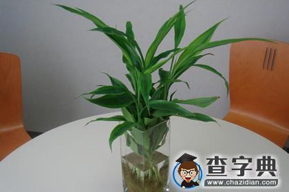 财运来了挡不住，最聚财的植物是什么？1