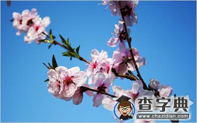 桃花防虫害：测你桃花致命伤到底是什么？1