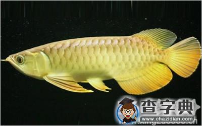 青龙鱼风水有哪些讲究？1